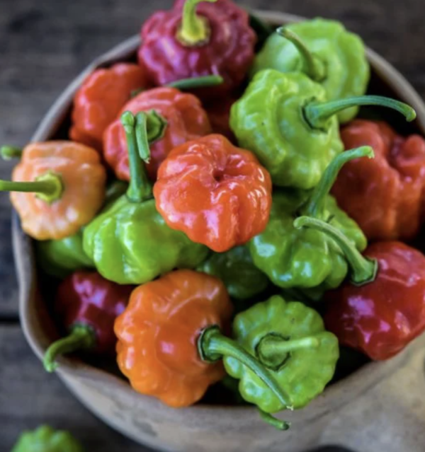 Pepper - Sweet Bonnet (3.25" pot)